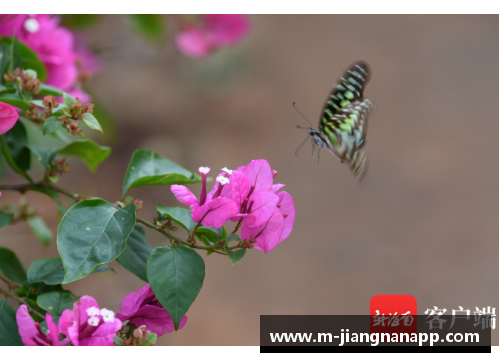 jn江南体育蝶恋花，蜂采蜜：繁花似锦的多情季